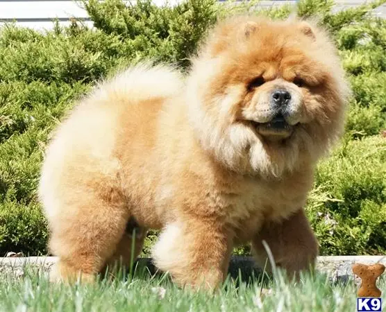 Chow Chow stud dog