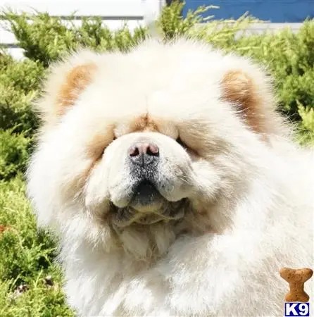 Chow Chow stud dog