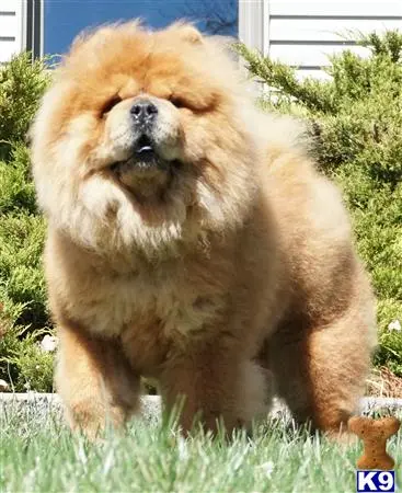 Chow Chow stud dog