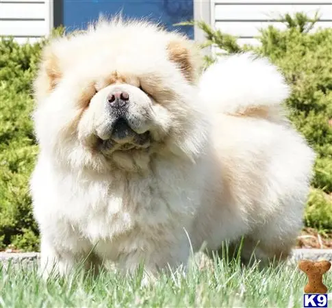 Chow Chow stud dog