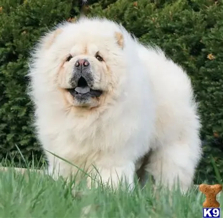 Chow Chow stud dog