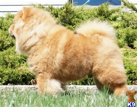 Chow Chow stud dog