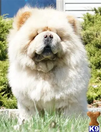 Chow Chow stud dog