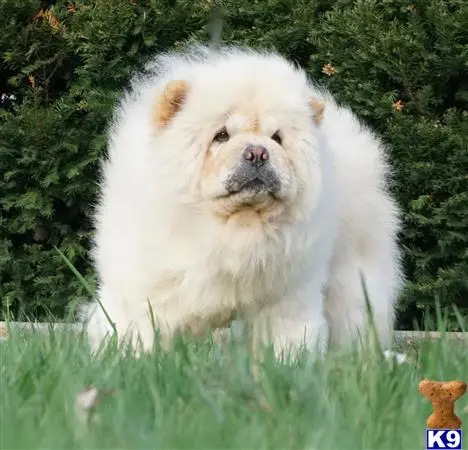 Chow Chow stud dog