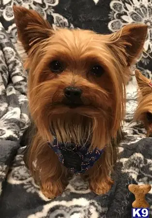 Yorkshire Terrier stud dog