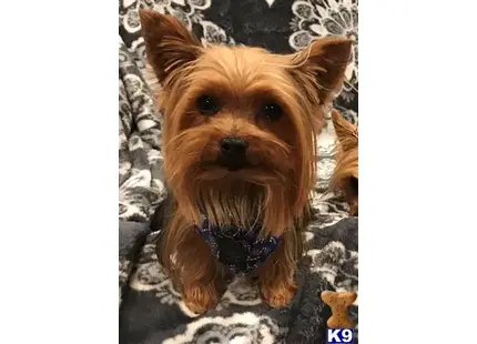 a yorkshire terrier dog sitting on a blanket