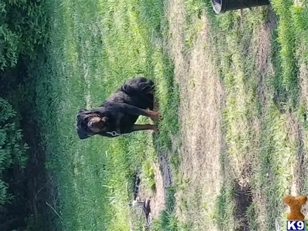 Rottweiler stud dog