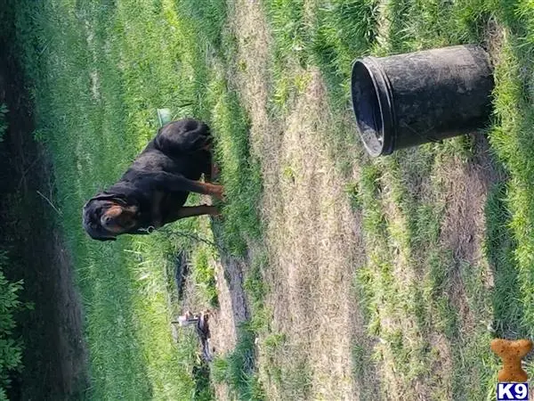 Rottweiler stud dog