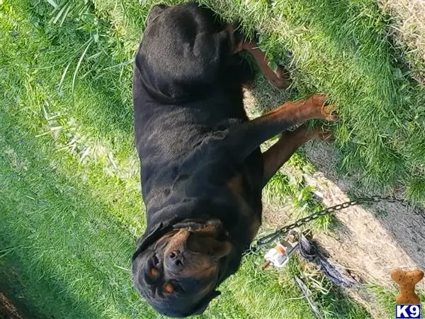 Rottweiler stud dog