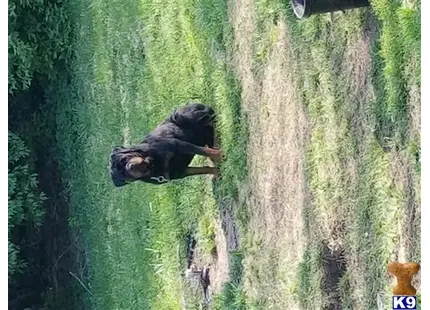 Rottweiler