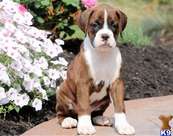 Boxer puppy for sale