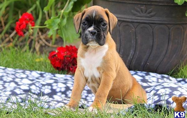 Boxer puppy for sale