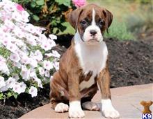 boxer puppy posted by chanakesly1