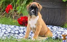Boxer available Boxer puppy located in Seattle