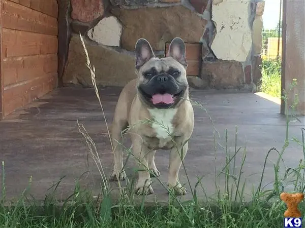 French Bulldog stud dog