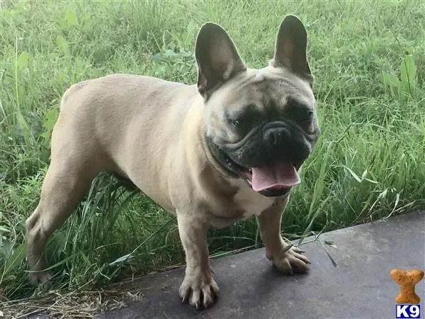 French Bulldog stud dog