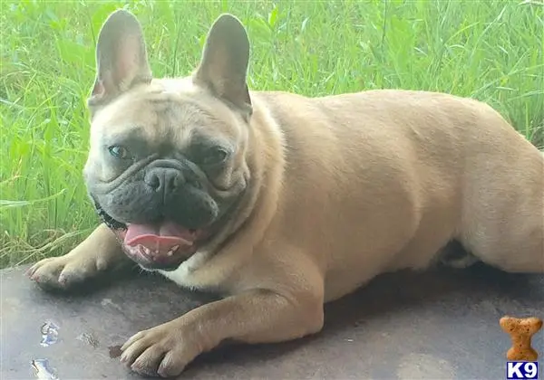 French Bulldog stud dog