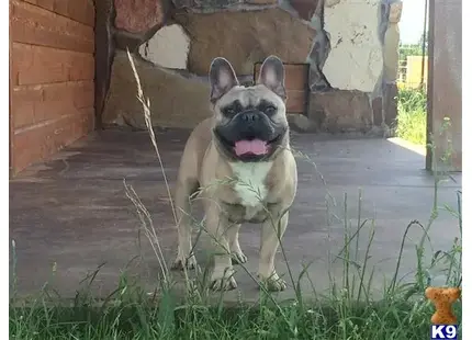 a french bulldog dog standing in the grass