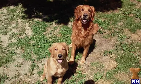 Golden Retriever stud dog