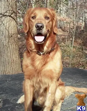 Golden Retriever stud dog