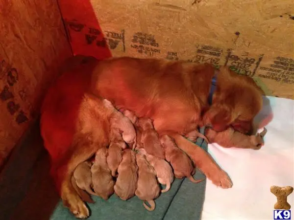 Golden Retriever stud dog