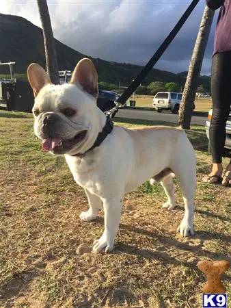 French Bulldog stud dog