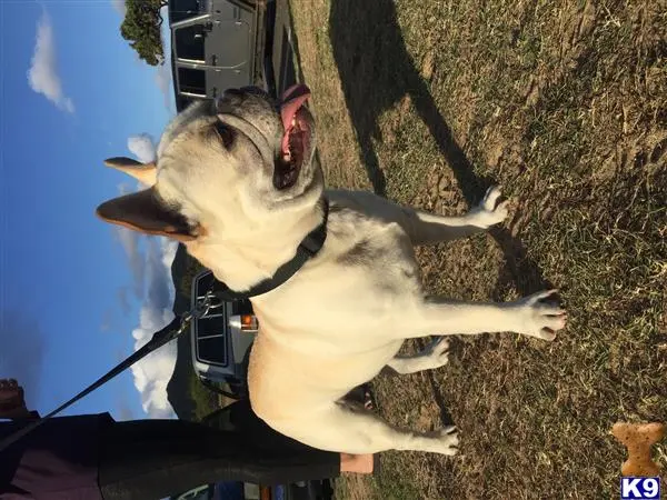 French Bulldog stud dog