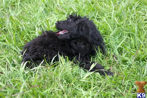 Goldendoodles puppy for sale