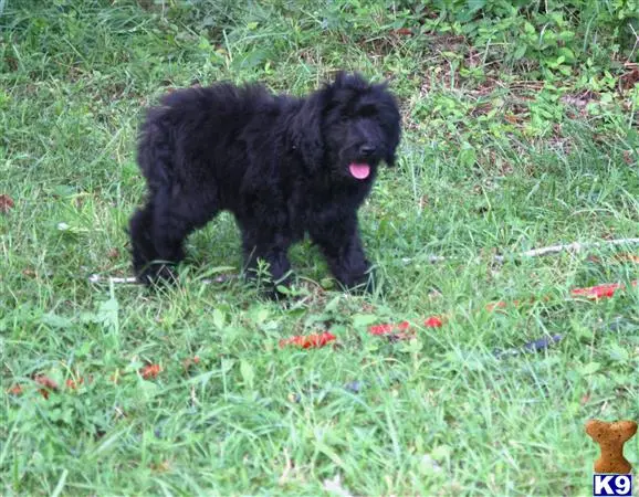 Goldendoodles puppy for sale