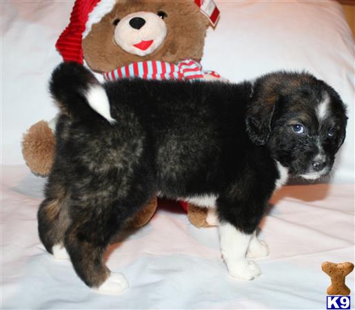a mixed breed dog lying on a bed with a stuffed animal