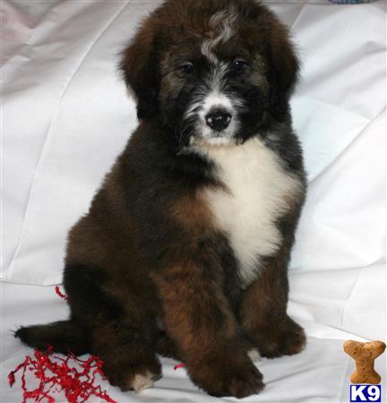 a mixed breed dog sitting on a bed