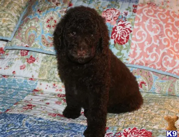 Poodle puppy for sale