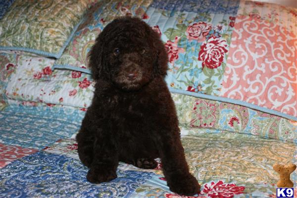 a black poodle dog sitting on a rug
