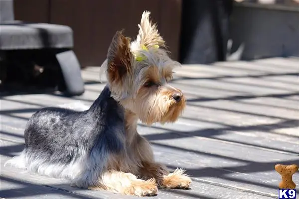 Silky Terrier