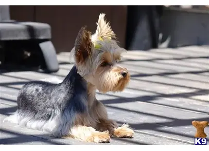 Silky Terrier