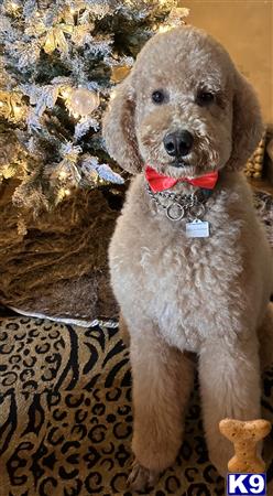 a goldendoodles dog sitting on a couch