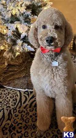 Goldendoodles stud dog