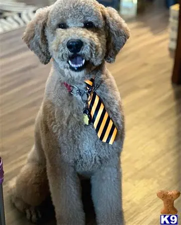 Goldendoodles stud dog