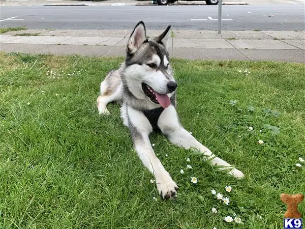 Siberian Husky stud dog: a siberian husky dog lying in the grass