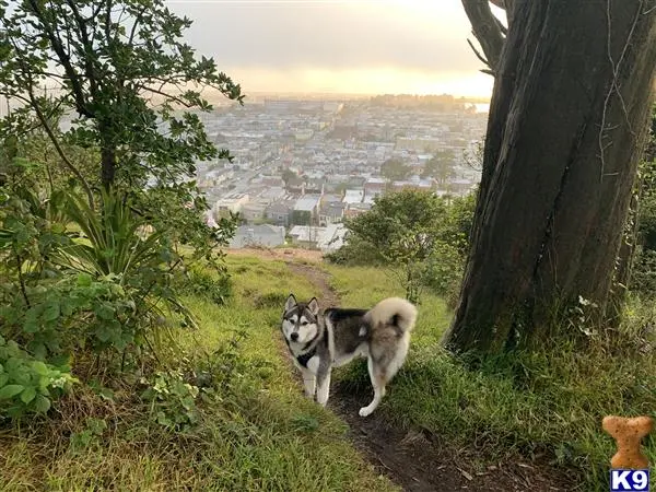 Siberian Husky stud dog: two siberian husky dogs on a hill