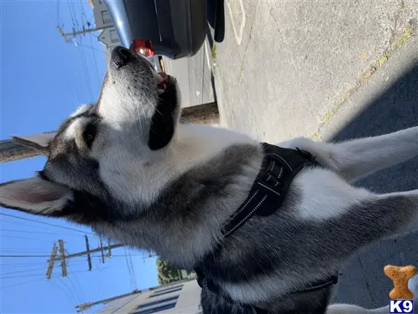 Siberian Husky stud dog: a siberian husky dog licking a car