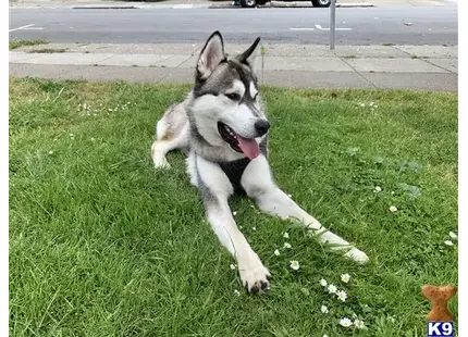 Siberian Husky stud dog: a siberian husky dog lying in the grass