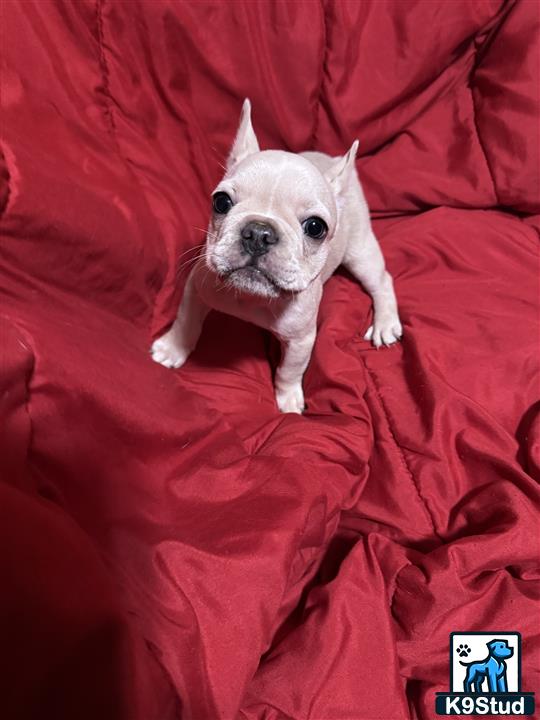 a french bulldog dog lying on a bed