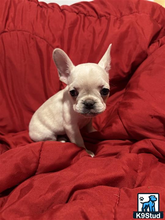 a french bulldog dog sitting on a red blanket