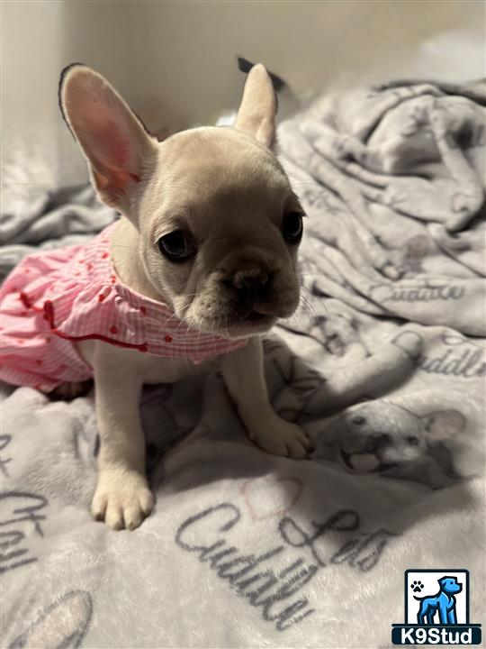a small french bulldog dog wearing a pink shirt