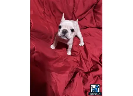 a french bulldog dog lying on a bed