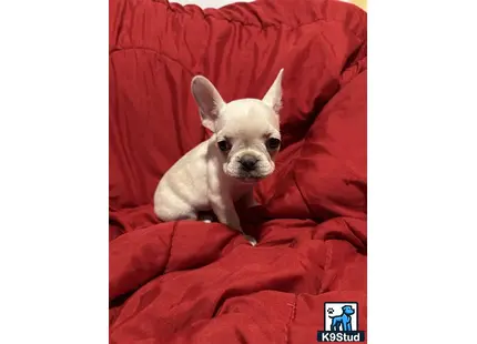 a french bulldog dog sitting on a red blanket