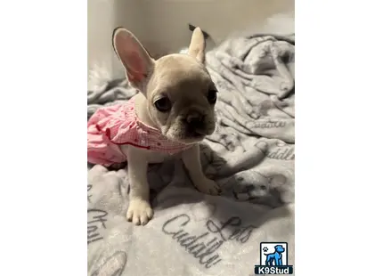 a small french bulldog dog wearing a pink shirt