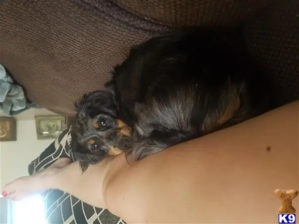 Dachshund