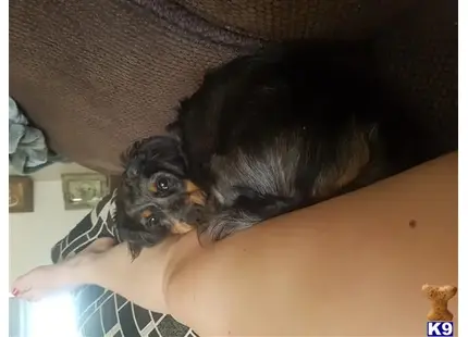 Dachshund